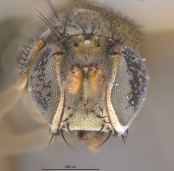 Media type: image;   Entomology 11147 Aspect: head frontal view